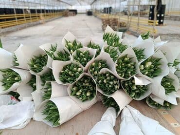 Buket güllər: Təzə kəsilmiş lalə buketləri - Rənglər: Bütün rənglər var Holland — 3