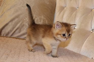 sfinks pişik: Qızıl şinşilla, Erkək, Dişi — 2