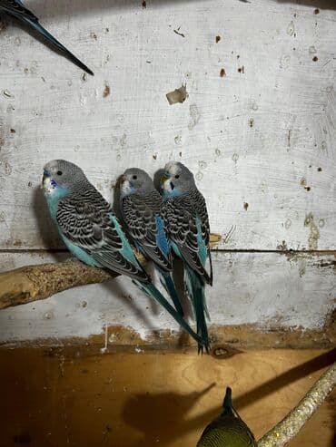 bala tutuquşu: Cütə hazır erkek mavi erkek tutuqusular satılır, əlaqə votsap yalnız — 4