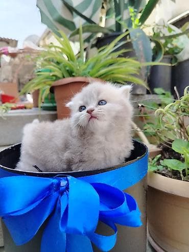 pışık satisi 2021: Britan, Dişi — 1