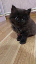 Информатика: Шотландская длинношерстная, Самец, Самовывоз — 3