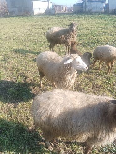 xacmazda satilan inekler: 1ci 2ci 4cü qardilar 470 deylir balali cidi şexsler zeng vursun — 5