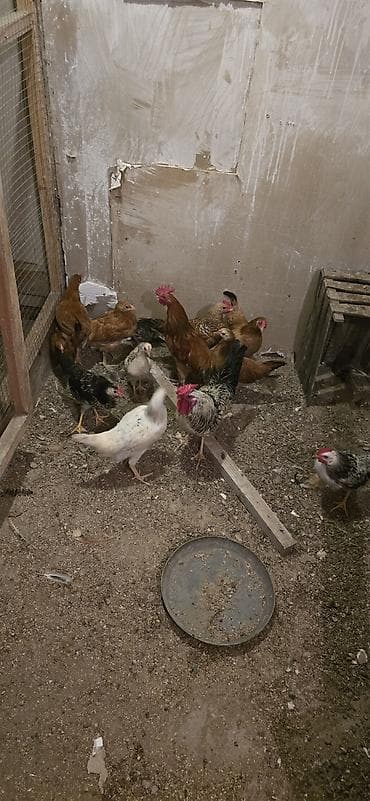 cins at: Mətn: Yerli qarışıq cins toyuq sürüsü - Sürüdə erkək və dişi toyuqlar — 3