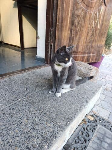 şotlant pisiyi: Boz-ağ rəngli ev pişiyi - Qısa tüklü, zərif və ahəngdar bədən — 3
