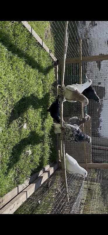 Попугаи: Goyercinler satilir — 5