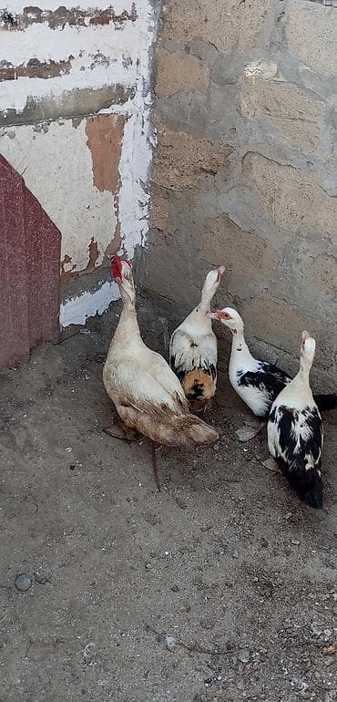 Cavan lal ördək 3 dişi 1 Erkey 20 manat dişi 30 manat Erkey lalafo.az -da Cavan lal ördək 3 dişi 1 Erkey 20 manat dişi 30 manat Erkey