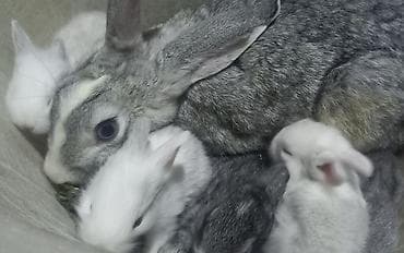 dovşanlar: Salam. dovsan balalari tek ve top satilir — 3