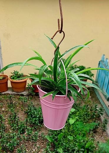 Buket güllər: Qırmızı rəngli plastik qabda olan dekorativ Begoniya bitkisi. Bu bitki — 10