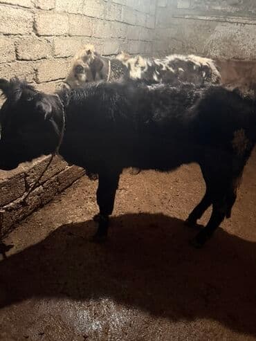 inək öd daşı: Məhsul: Dana (mal-qara) Təsvir: - Şəkillərdə müxtəlif rəng damarlı — 5