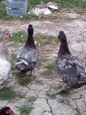 ördək balası satışı: Musk ördəkləri – rəngli (qara-ağ) lələklər, iri bədən quruluşu, sakit — 4