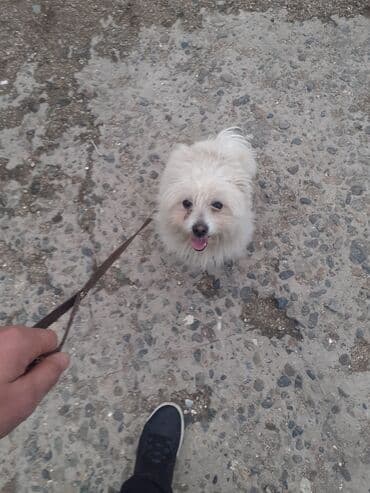 померанский шпиц купить: 2 il, Erkek, Peyvəndli — 2