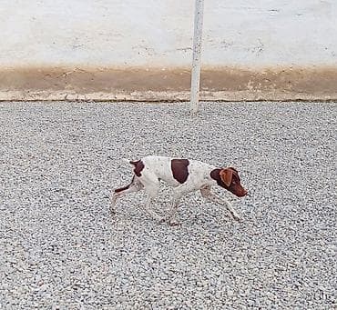 heyvan şekilleri: 5 ay, Erkek, Peyvəndli, Ünvandan götürmə — 5