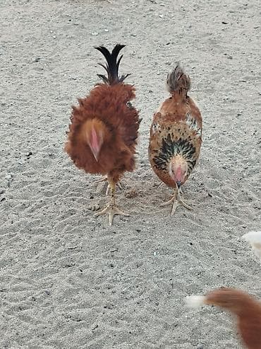Digər quşlar: Salam 20 ədəd çorpadir, bəzilərinin şəkili var,yaşları 4 aydan — 1