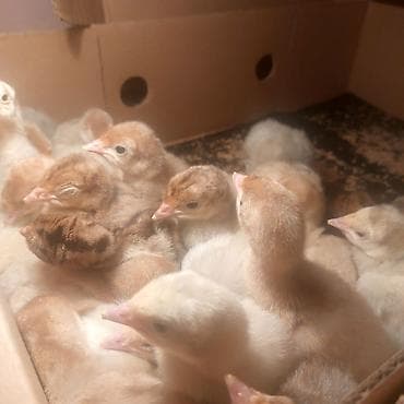 cepis sekilleri: Hinduşka cücələri (piliçlər) - Cins: evdə bəslənən hinduşka (çeşidli — 2