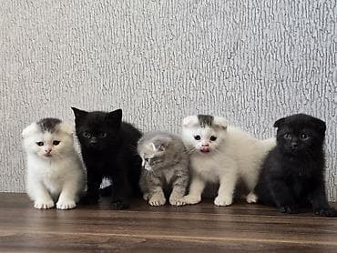 sari pisik: Şotland yastı qulaq, Yaxşı əllərə, Ödənişli çatdırılma — 10