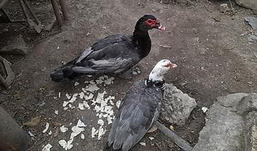 lal ordək yumurta: Musk ördəkləri (Indoutka) – 2 ədəd bir erkək bir dişi - Cins — 1