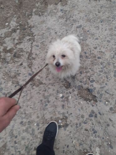 померанский шпиц купить: 2 il, Erkek, Peyvəndli — 1