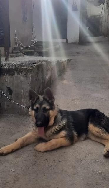 sirin it sekilleri: Alman çoban iti, 8 ay, Dişi, Ünvandan götürmə — 1