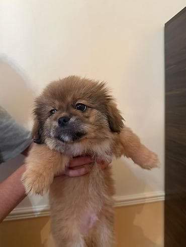 Gəmiricilər: 3 ay, Erkek, Peyvəndli, Pulsuz çatdırılma — 3