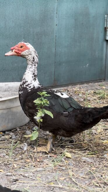 yarasa yuvası qiymeti: Muscovy ördəyi (indoutka) – qarışıq qara-ağ lələklər, qırmızı karnizli — 4