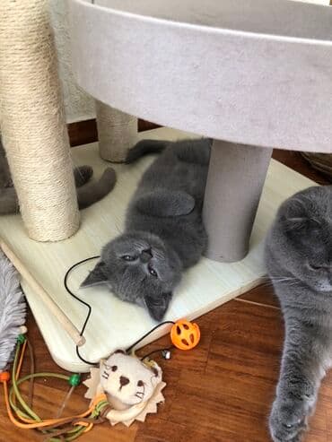 pişik şəkili: Şotland, Dişi, Erkək, Ünvandan götürmə — 25