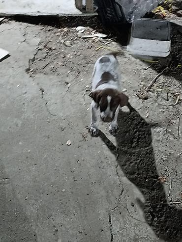 jersey cinsi: Məhsul: ov iti balası atası anası turaca kəklikə qırqovula gücli — 4