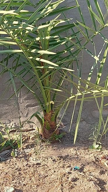 Саженцы растений: Xurma xurması (Phoenix dactylifera) fidanı - Növ: dekorativ və — 1