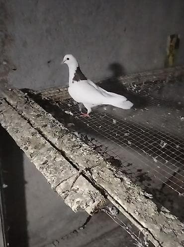 ev quslarinin satisi: Hazır bala veren mayadı boynu pecat quyruğu ağ quyrup cuzı bır ıkı tel — 2