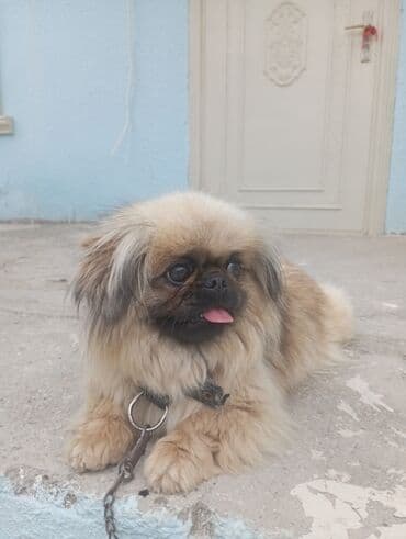 it ucun zəncir: Pekines, 11 ay, Dişi, Ünvandan götürmə — 1
