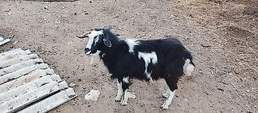 Salam sanny tekesi satılır 10 aylıqdı real alıcıya endirim olacaq