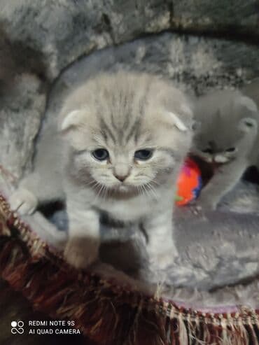 Bıçaqlar: Şotland, Erkək, Dişi, Ünvandan götürmə — 2