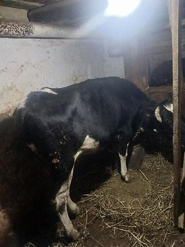 qusar inek: Əla kökdü arpa yarmasda olub — 1