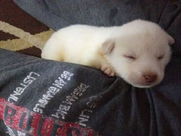 it ev: Zvonok, 1 ay, Erkek, Ödənişli çatdırılma, Ünvandan götürmə, Pulsuz çatdırılma — 5