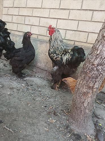 bramo toyuq: Brahma cinsindən iri toyuq və xoruz Şəkildə görünən Bir xoruz bir — 2