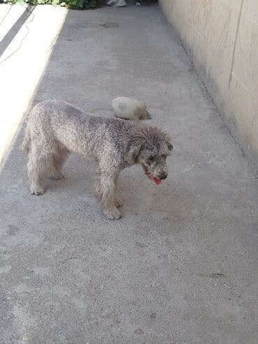 Pudel, 1 il, Erkek, Cütləşmə üçün lalafo.az -da Pudel, 1 il, Erkek, Cütləşmə üçün