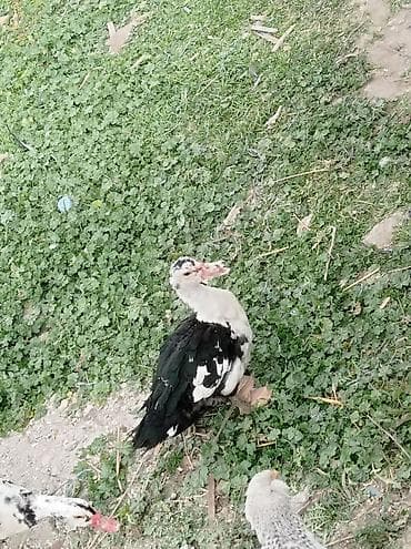 tap az ev itleri: Salam 1 erkey 1 dişidi 5 ayligdilar hele istiyən buyursun — 3