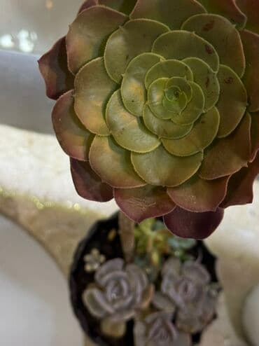 Qida məhsulları: Суккулент в горшке. Антуриум, Эхеверия и Седум. Sukulent qabda — 1