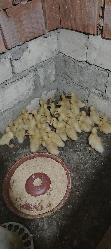 quslar: Balaca ördək balaları (cüyələr) - Sarı tüklü, aktiv və yemə — 1