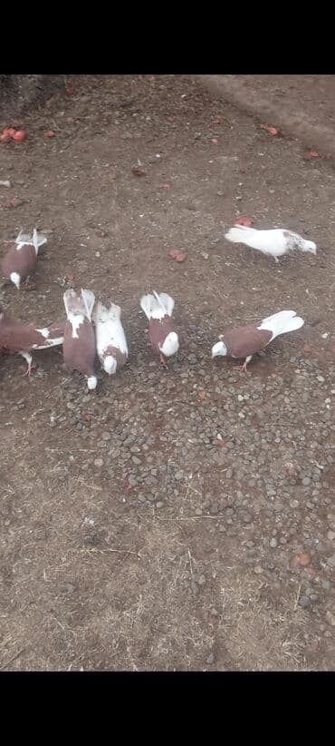 Hamısı satılır 16 ədədir kom 110 azn ünvan Ağcabədi bəzi yerlərə