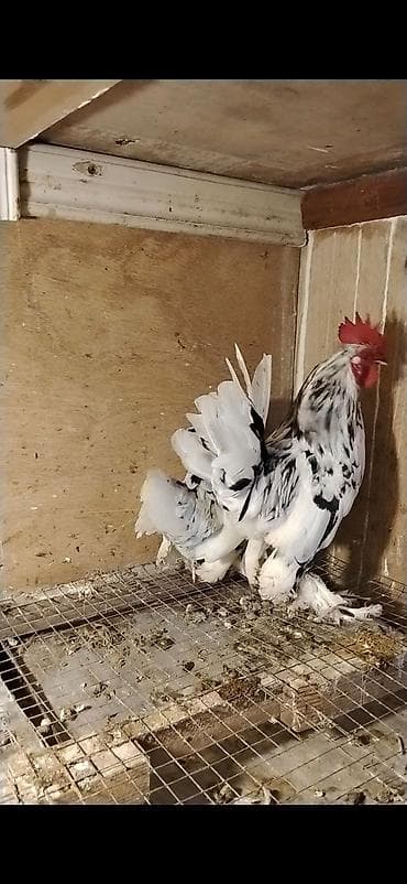 itlerin satisi ve qiymetleri: Cut satilir.Qiymət 52 manat.Unvan Şəki — 1