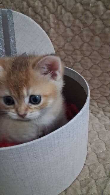 depo gold instagram: Qızıl şinşilla, Dişi, Yaxşı əllərə, Ünvandan götürmə, Ödənişli çatdırılma — 6