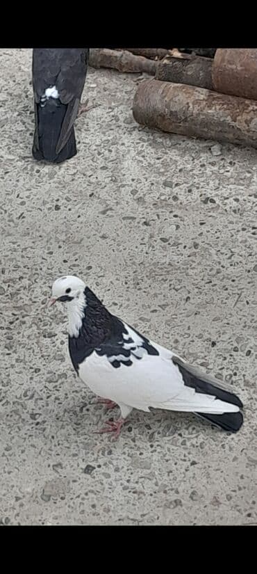 pişik yarım tip: Xamit mayadi 20 azn unvan Qaradag — 1