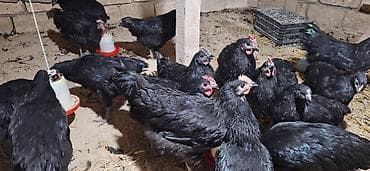 Gəmiricilər: 17 ədəd avstralop cücəsi 2 ay 20 günlüyündə biri 25 m 6 ədəd kənd — 3