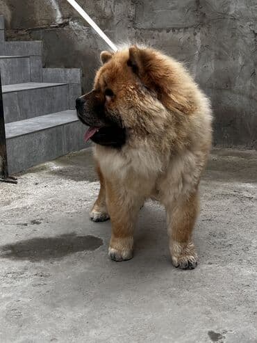 labrador retriever satilir: Çau-Çau, 7 ay, Erkek, Sənədli — 6