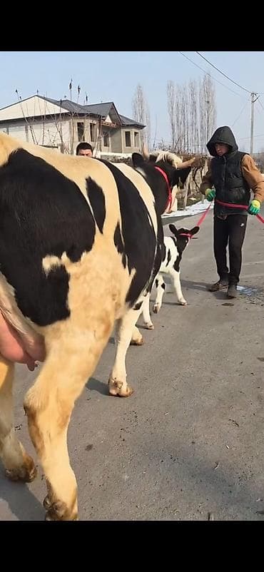 Бараны, овцы: Südlük inək buzovla birlikdə - Cins: Holşteyn tipli, ağ-qara rəngli - — 3