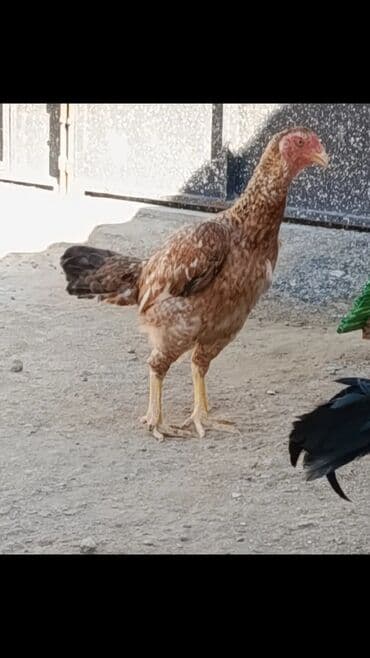 Toyuq, Damazlıq, Ödənişli çatdırılma