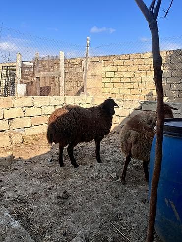 balaca it ucuz: Salam iki eded Erkey quzu satılır həm kəsimə həm damazliqa — 6