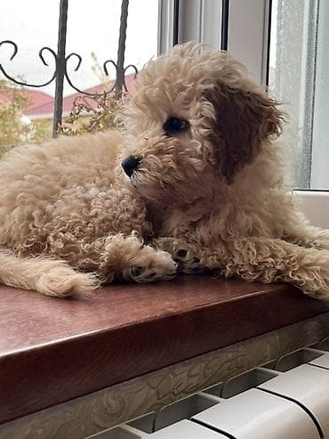 zvonok it satilir: Pudel, 4 ay, Erkek, Peyvəndli — 2