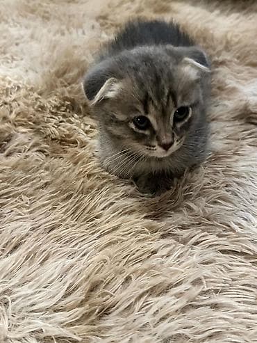 pişik yuva: Şotland yastı qulaq, Dişi — 5