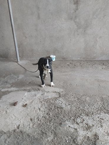 İtlər: Pitbul, 2 ay, Erkek, Peyvəndli, Ünvandan götürmə — 6